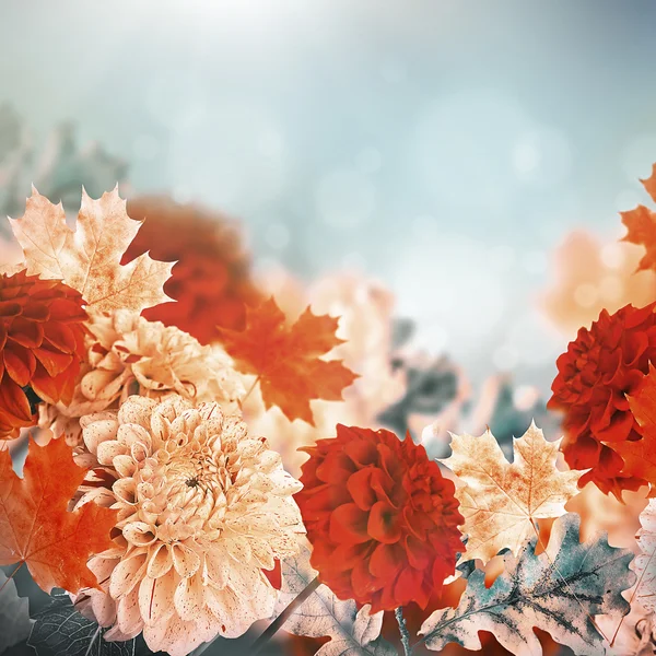Jesienią chryzantemy — Zdjęcie stockowe