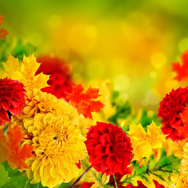 Autumn chrysanthemums — Stock Photo, Image