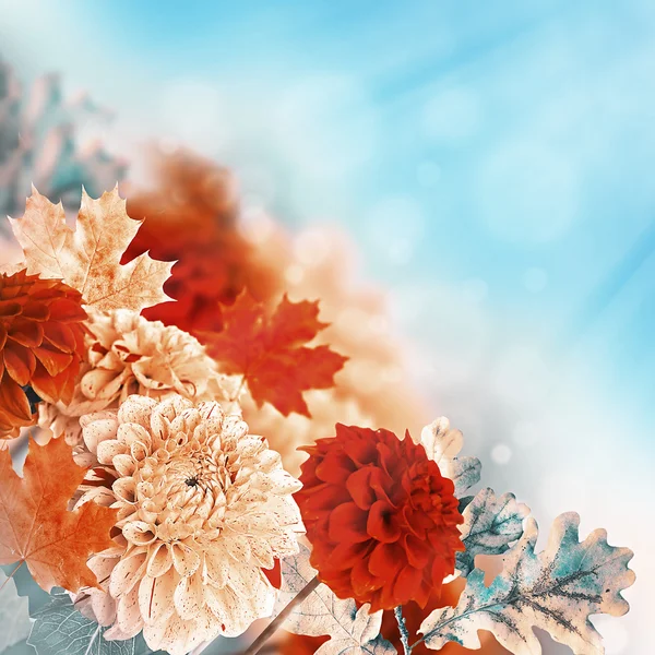 Herfst chrysanten — Stockfoto