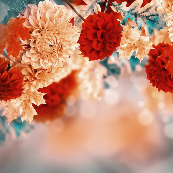 Podzimní chryzantémy — Stock fotografie