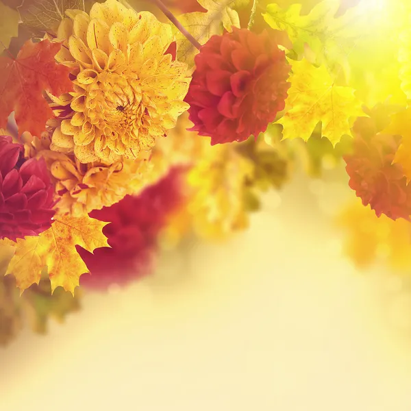 Autumn chrysanthemums — Stock Photo, Image