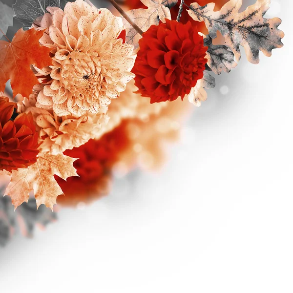 Herfst chrysanten — Stockfoto