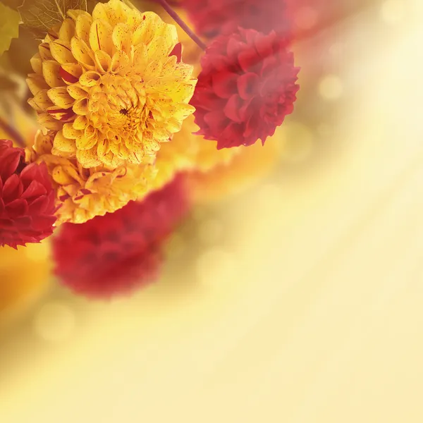 Jesienią chryzantemy — Zdjęcie stockowe