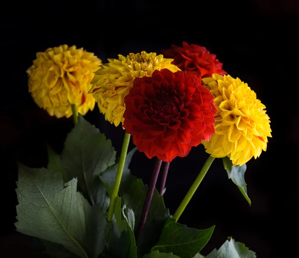 Chrysanthemums — Stock Photo, Image