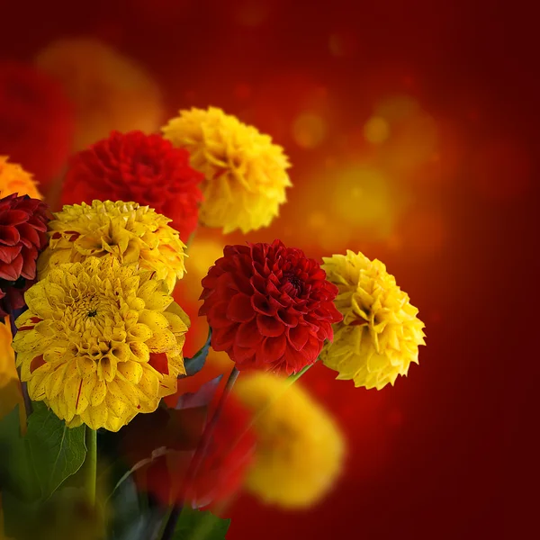 Chrysanthemen — Stockfoto