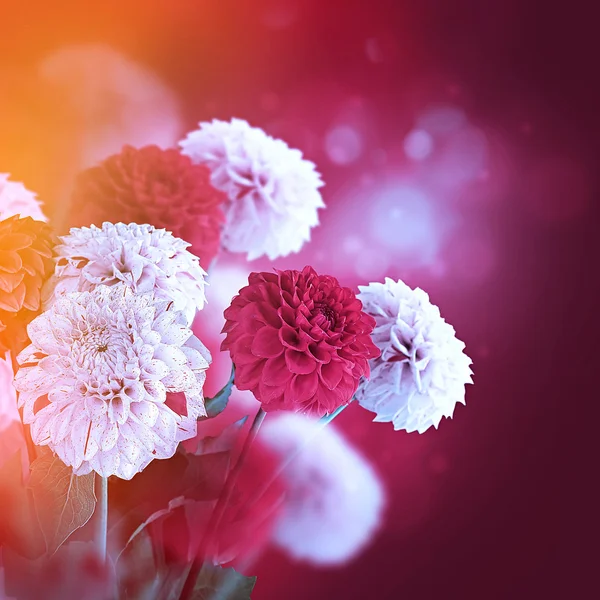 Chrysanthemums — Stock Photo, Image