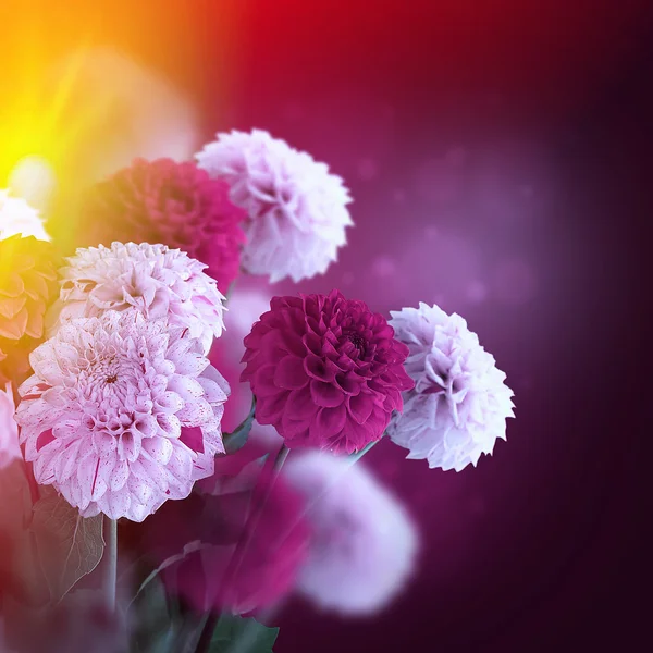 Chrysanthemums — Stock Photo, Image