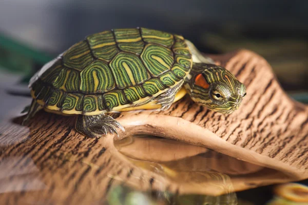 Small turtle on brown stone — Stock Photo, Image