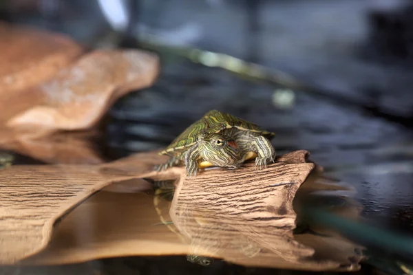 Small turtle on brown stone — Stock Photo, Image