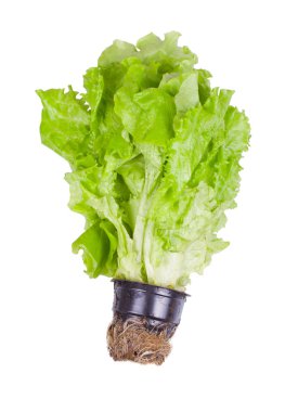 beyaz zemin üzerine marul salatası
