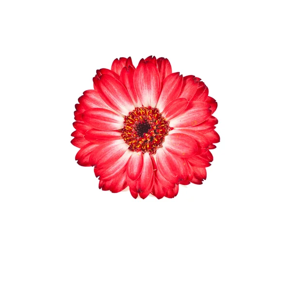 Červený květ v bílém pozadí — Stock fotografie
