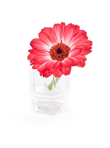 Fleur rouge dans un verre — Photo