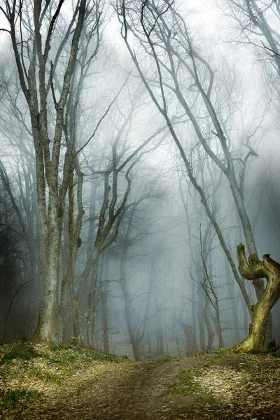 Foresta scura con nebbia e luce fredda — Foto Stock