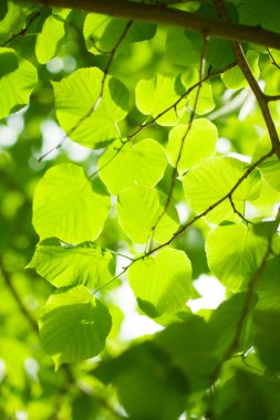 Güneşli bir günde yeşil yapraklar
