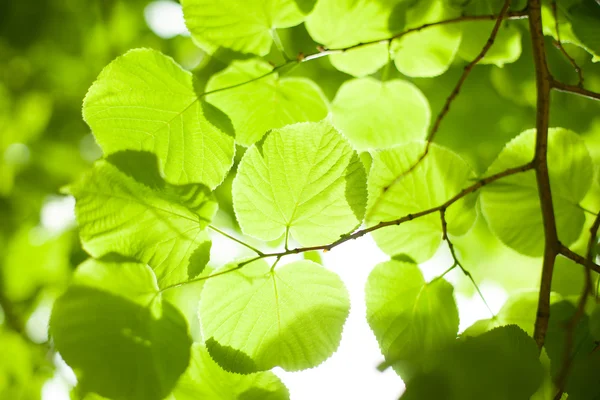 Verde foglie sfondo in giornata di sole — Foto Stock