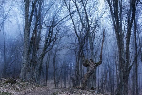 Foresta scura con nebbia e luce fredda — Foto Stock