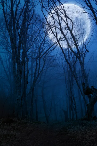 Notte oscura foresta agaist luna piena — Foto Stock