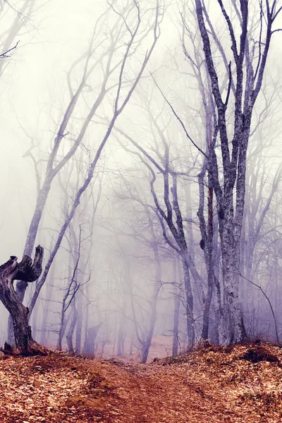 Fantastica foresta oscura con nebbia — Foto Stock