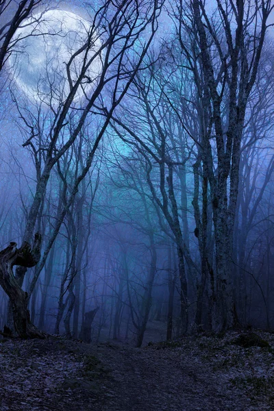 Karanlık gece orman agaist dolunay — Stok fotoğraf