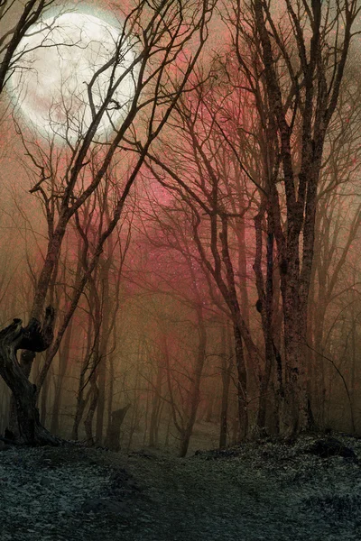 Dark night forest agaist full moon Stock Image