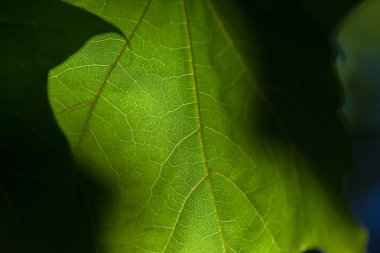 Arkaplan olarak yeşil yaprağın dokusu