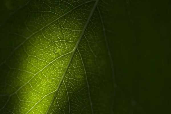 Textura de uma folha verde como fundo — Fotografia de Stock