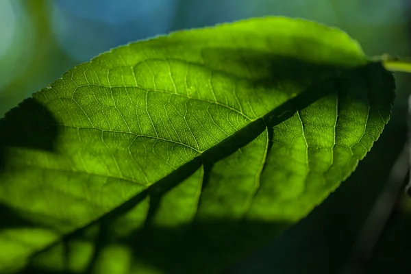 Textura de una hoja verde como fondo — Foto de Stock