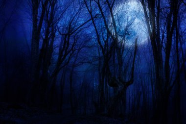 karanlık gece orman agaist dolunay