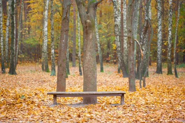 Panchina nel parco autunnale — Foto Stock