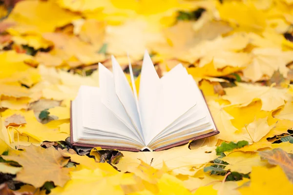 Opened book laying in yellow leaves — Stock Photo, Image