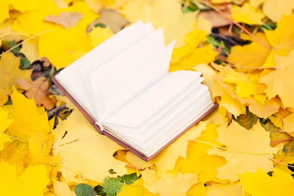 Opened book laying in yellow leaves — Stock Photo, Image