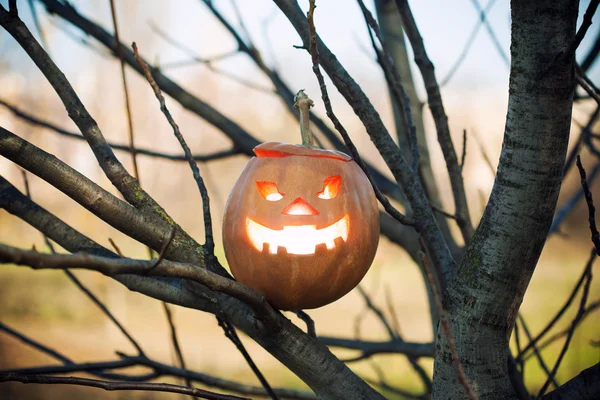 Halloween jack-o-lucerna — Stock fotografie