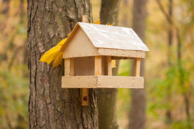 Sonbahar parkında ağaçta Starling House