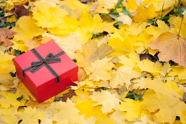 Rote Geschenkschachtel mit Schleife in gelben Blättern — Stockfoto