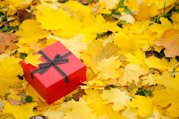 Rote Geschenkschachtel mit Schleife in gelben Blättern — Stockfoto