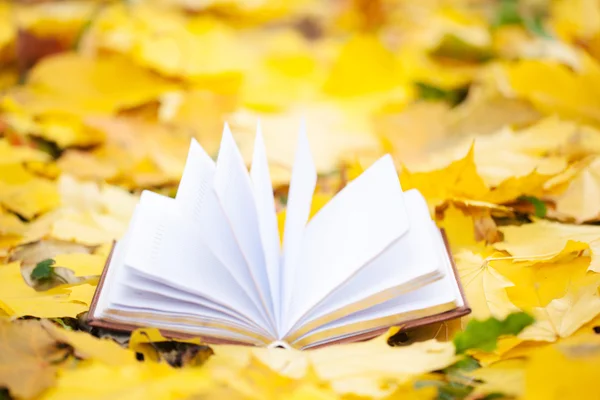 Opened book laying in yellow leaves — Stock Photo, Image