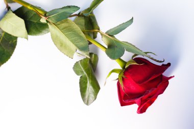 bir beyaz üzerine kırmızı gül