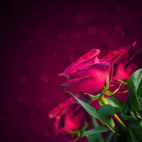 Όμορφα κόκκινα τριαντάφυλλα — Φωτογραφία Αρχείου