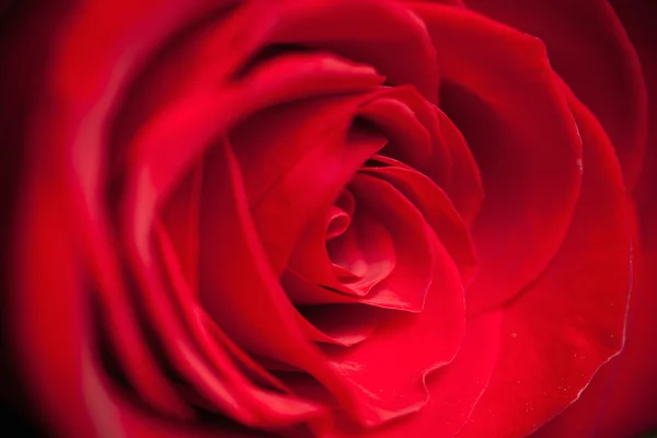 Schöne rote Rose — Stockfoto