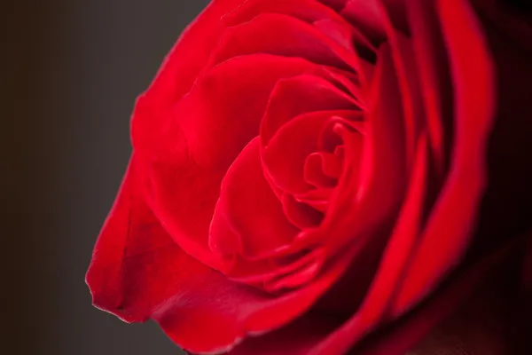 Hermosa rosa roja — Foto de Stock