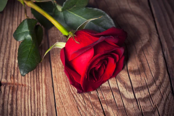 Rote Rose — Stockfoto