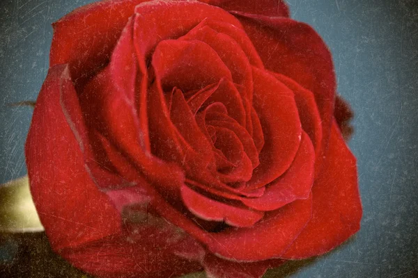 Schöne rote Rose — Stockfoto