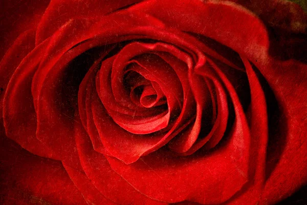 Beautiful red rose — Stock Photo, Image