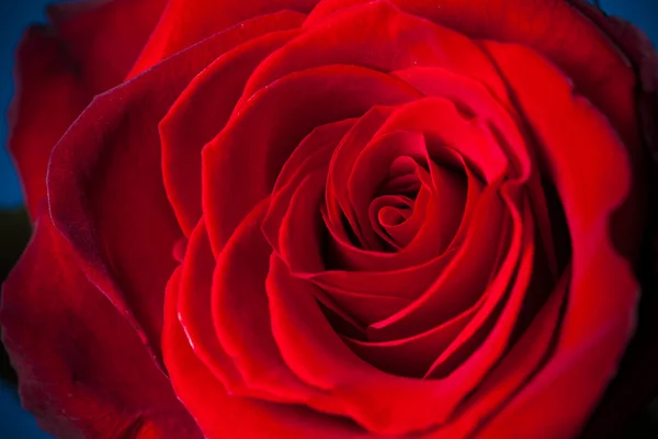 Hermosa rosa roja — Foto de Stock