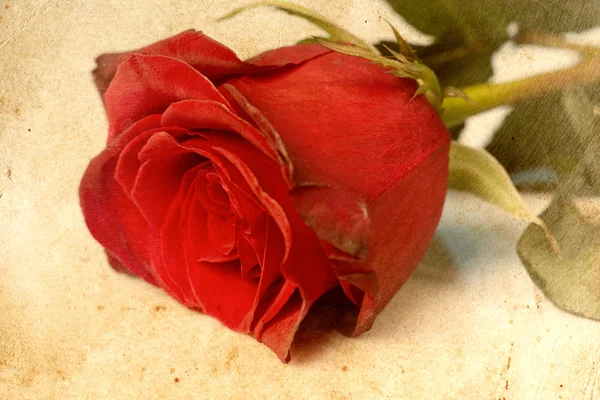 Rote Rose auf weißem Grund — Stockfoto