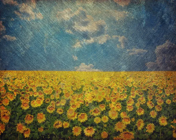 Campo di girasoli e cielo blu — Foto Stock