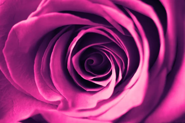 Rosa púrpura —  Fotos de Stock