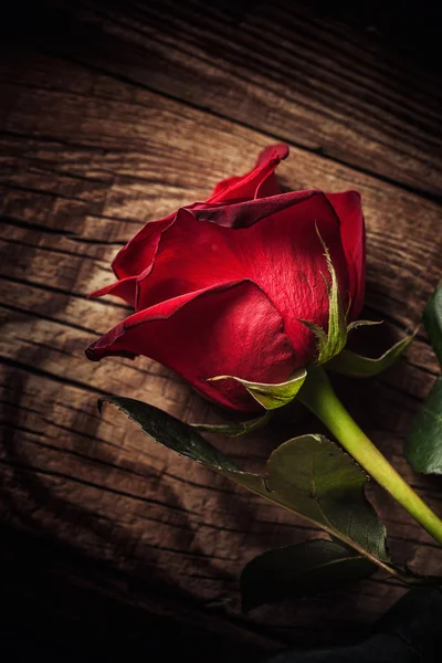 Una rosa rossa — Foto Stock