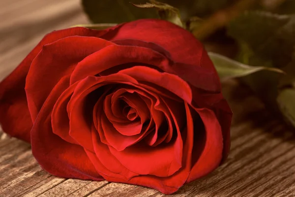 Роза на столе — стоковое фото