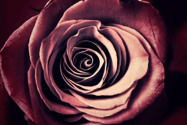 Vintage rose — Stock Photo, Image